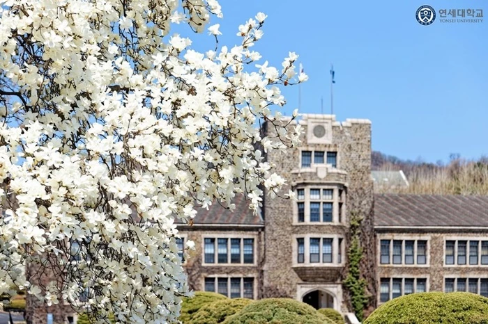 연세대학교 인스타그램