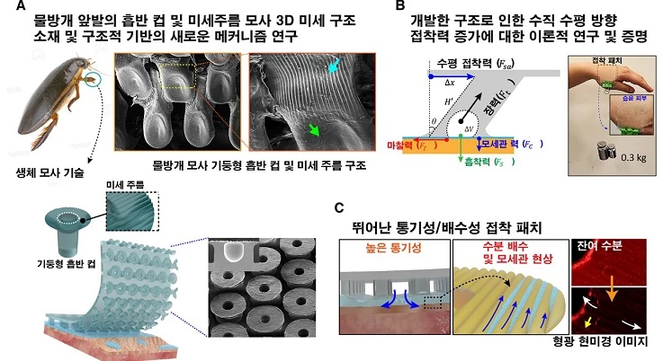 수컷 물방개의 앞발 구조를 모사한 생체친화 피부접착 패치 개념도 :수컷 물방개 앞발을 현미경으로 관찰하면 기둥형 흡반 컵 구조와 미세주름을 볼 수 있다. 이를 모사하여 수직‧수평 방향에서 접착 메커니즘을 규명하고 수학적으로 분석해 새로운 모델을 제시했다. 삼차원 미세 표면구조는 높은 통기성과 수분배수 및 모세관력을 보여주어, 피부 부착 시 최소화된 자극으로 안정적으로 접착된다. / 한국표준과학연구원