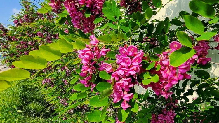 봄꽃 이미지 - 자색아카시아 / 자료사진