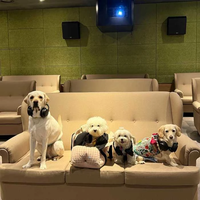 펫트워크 공식 인스타그램