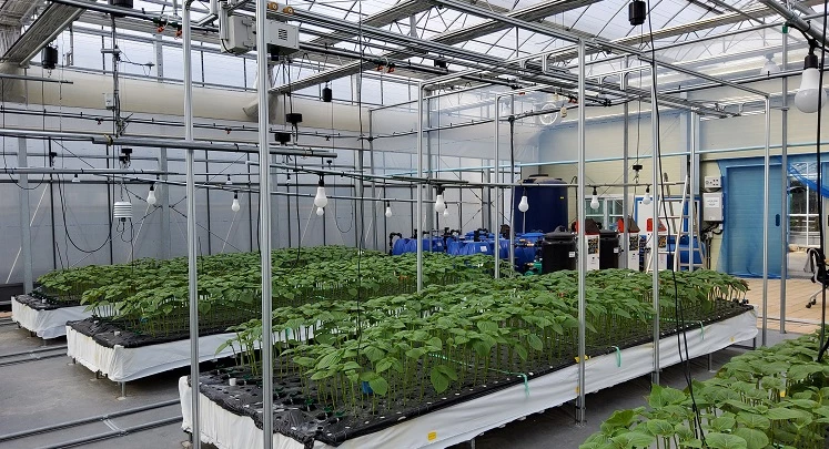 잎들깨 인공지능 스마트팜 / 금산군