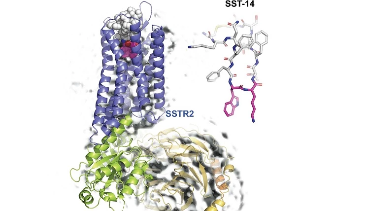 성장호르몬 억제 호르몬인 소마토스타틴(SST-14)과 그 수용체 (SSTR2) 복합체의 초저온 전자현미경 구조. 소마토스타틴의 수용체가 소마토스타틴(SST-14)의 트립토판-라이신(붉은색)을 인식. / KAIST