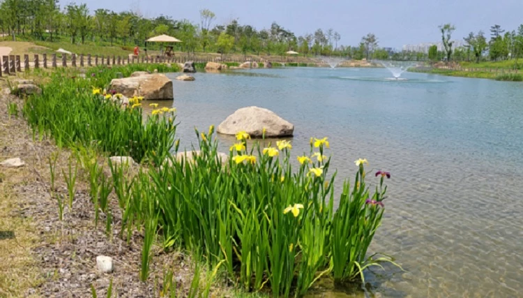 세종수목원에 핀 붓꽃 / 세종수목원