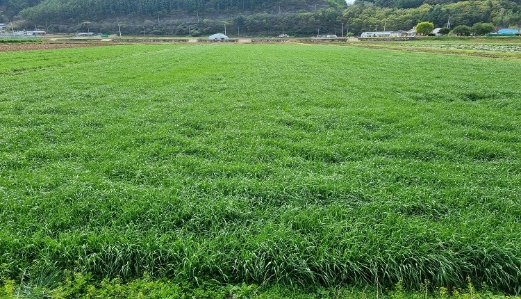 IRG 코윈어리 강원도 평창 재배 / 농촌진흥청