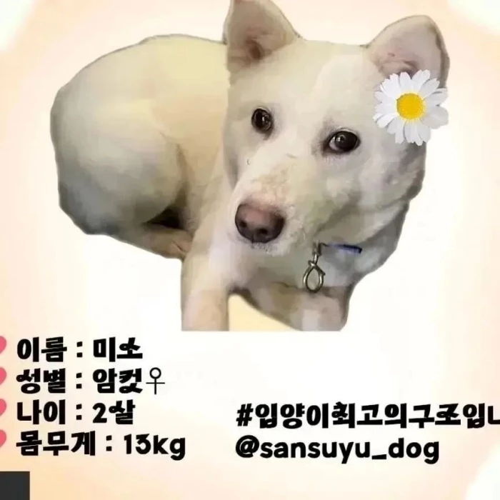 이하 페이스북 페이지 '사지 말고 입양하세요'