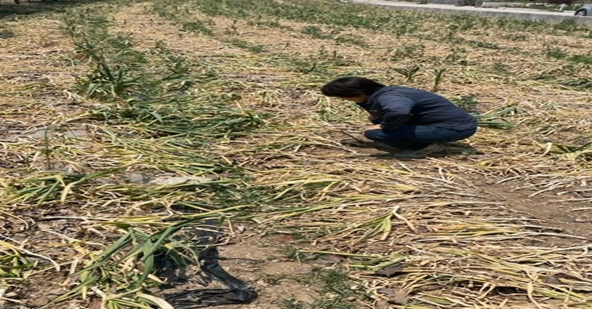 포항 가뭄 피해 현장 / 포항시