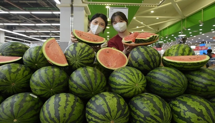 <자료사진> = 올해 출하돼 유통되고 있는 수박.