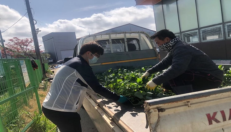 무병묘 고구마 공급 / 고창군