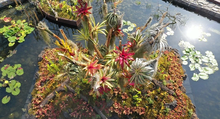 대형습지 분경 / 세종수목원