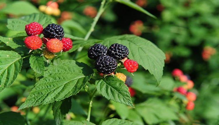 고창 복분자 / 고창군