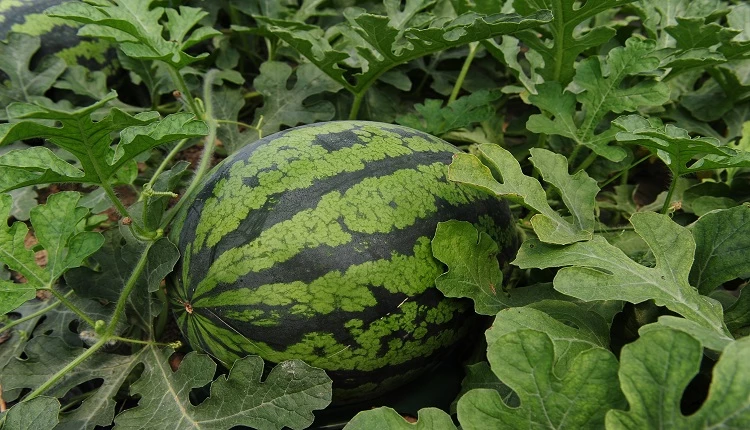 고창수박 / 고창군