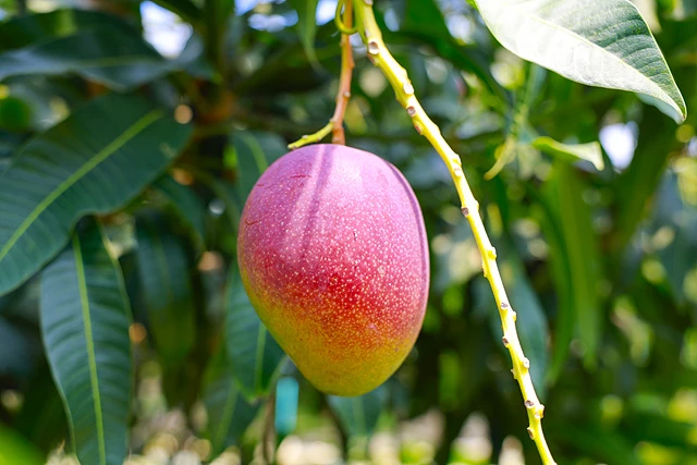 완도산 애플망고