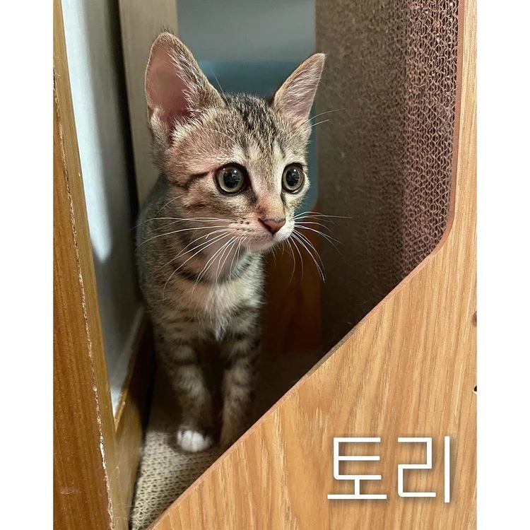 이하 인스타그램 '묘생길'