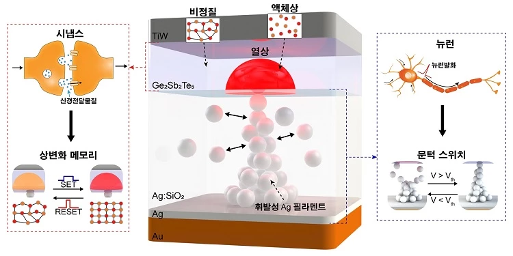 뉴런과 시냅스를 동시에 모사하는 뉴로모픽 소자 = 인간의 뇌는 뉴런과 시냅스의 네트워크로 구성되어 있으며, 이들이 가지는 가소성이라고 하는 고유의 특성을 통해 기억과 학습등의 인지 기능이 발현된다. 뉴런의 가소성을 하부에 위치한 휘발성의 문턱 스위치 소자층을 이용해 모사하고, 시냅스의 가소성을 상부에 위치한 비휘발성의 상변화 메모리층을 통해 모사하여 뉴런과 시냅스를 동시에 모사하는 소자를 제작하였다.