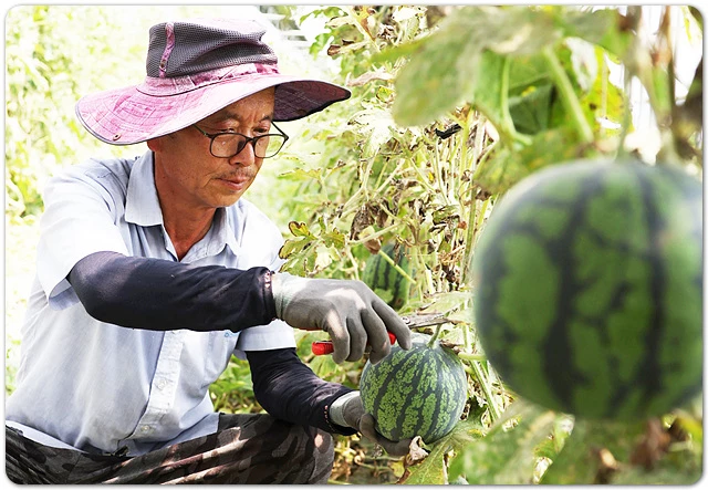 함평 대표 특화작물인 ‘애플수박’ 본격적인 출하