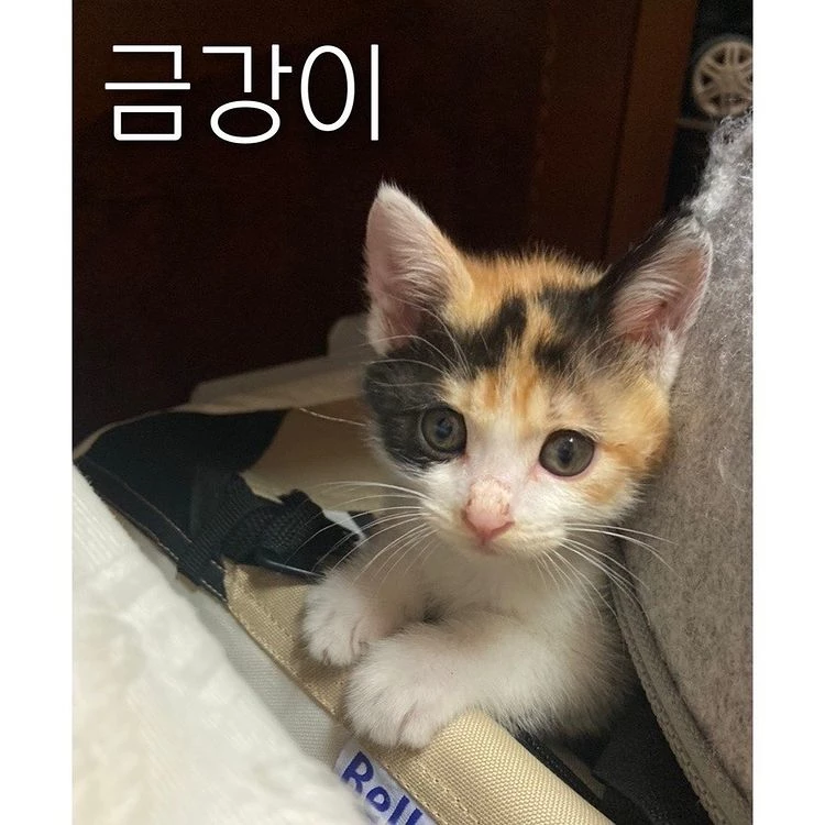 이하 인스타그램 '묘생길'