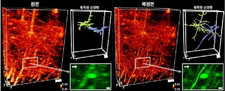 해당 기술의 적용을 통해 더 많은 신경세포 연결망 정보를 추출해 낼 수 있다