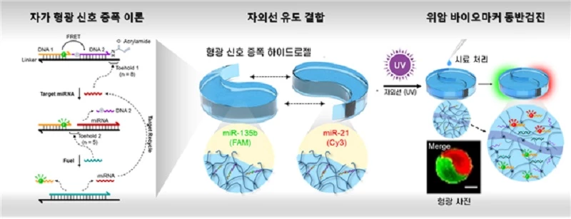 형광 신호 증폭 이론을 활용한 위암 유전자 마커 동반 검출 시스템 개요도 / 생명연