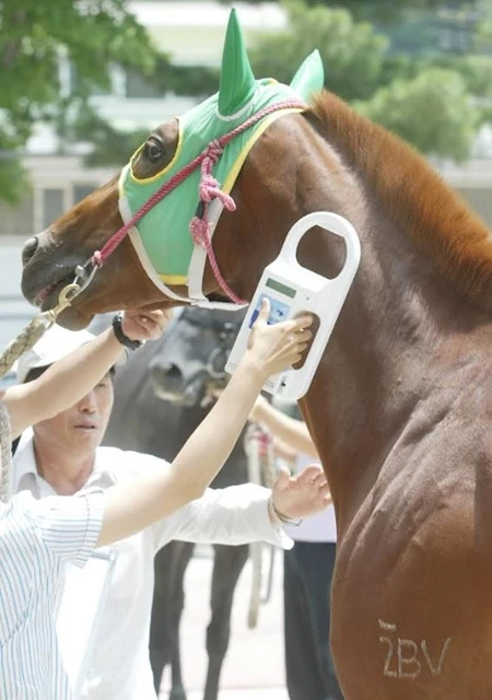 부산경남경마공원은 경주마 개체식별 오인으로 경주마가 바뀌는 사고를 예방하기 위해 경주마 빅데이터를 활용한 ‘경주마 개체식별 모니터링 시스템’을 도입한다. / 사진제공=부산경남경마공원