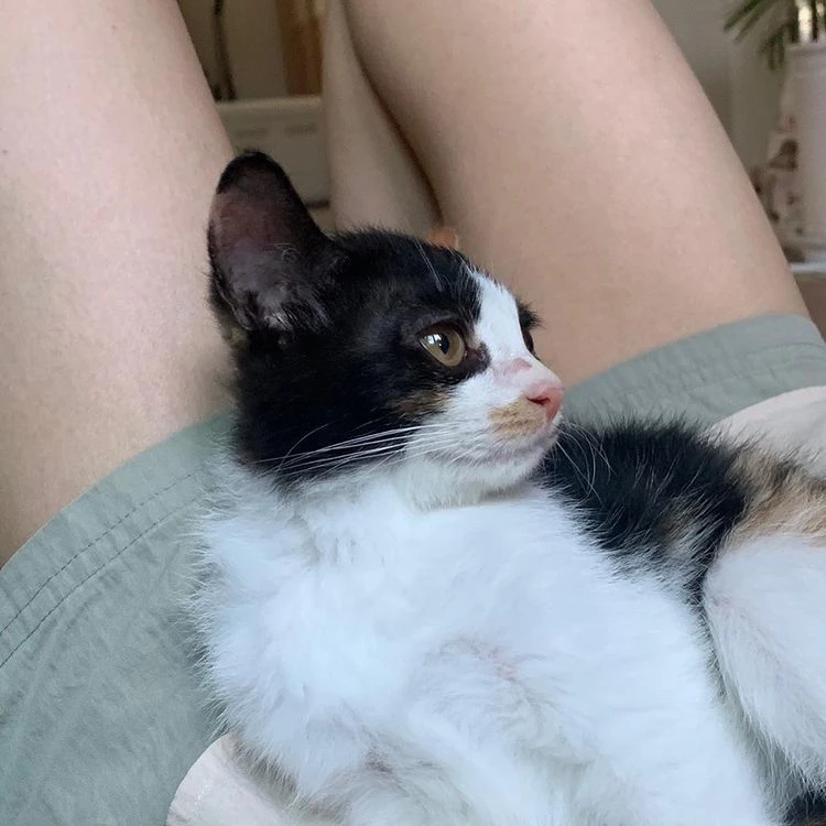 이하 인스타그램 '묘생길'