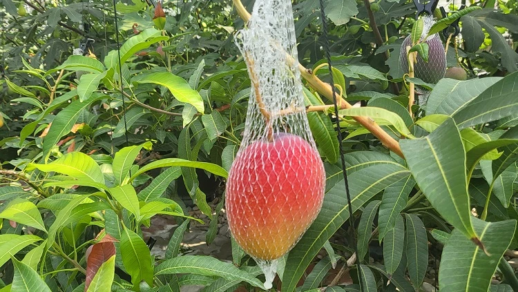 수확을 앞둔 애플망고 / 옥천군