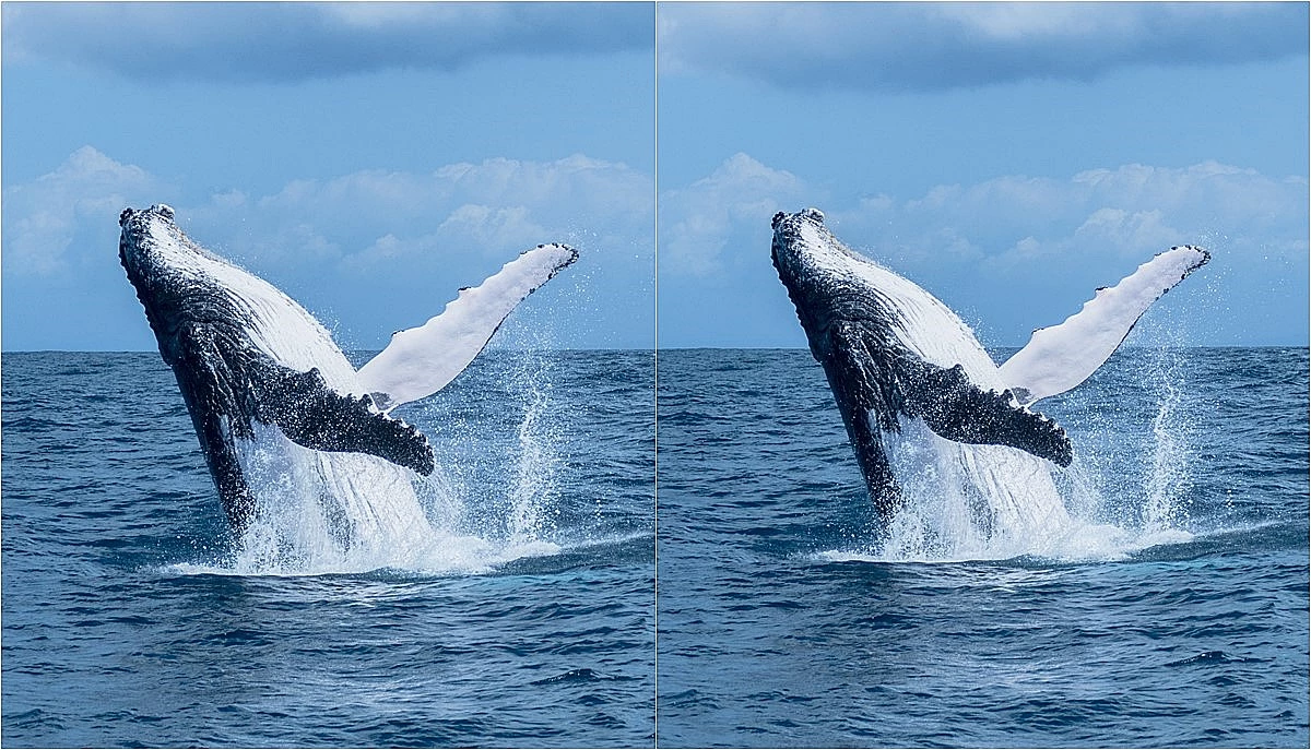 혹등고래 / Miguel Schmitter-Shutterstock.com