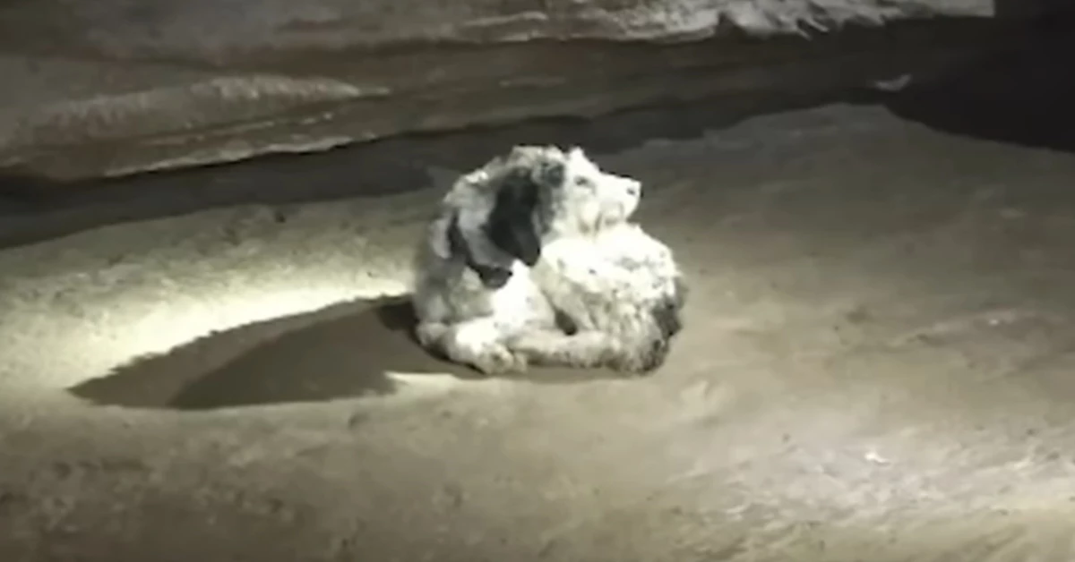 발견 당시 킨이 촬영한 '애비'의 모습 / 사진=유튜브 채널 'NewsNation' 캡처