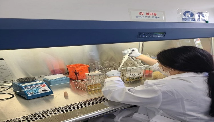 김밥류에 대한 식중독균 검사를 벌이고 있는 충북보건환경연구원.