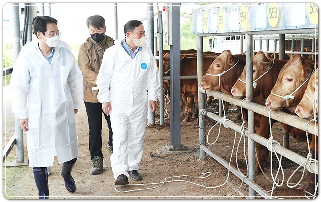 지난 29일 새벽 강진원 군수가 추석맞이 대목장을 방문하여 한우농가 격려와 의견을 청취하고 있다.