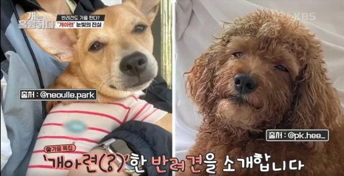 이하 KBS2 '개는 훌륭하다'