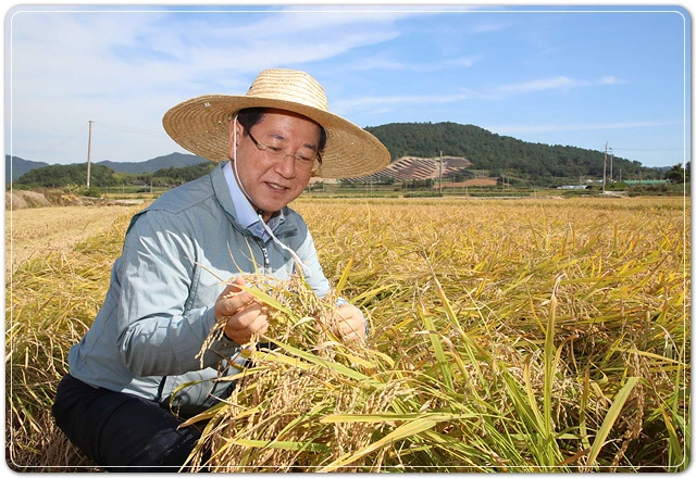 김영록 전라남도지사가 1일 벼 수확이 한창인 해남군 옥천면 들녘을 찾아 누렇게 잘 여물은 벼 이삭을 살펴보고 있다.   / 전남도