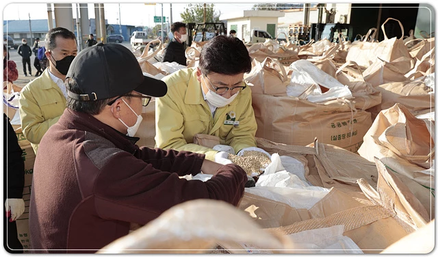 김철우 보성군수가 산물벼를 살펴보고있다.