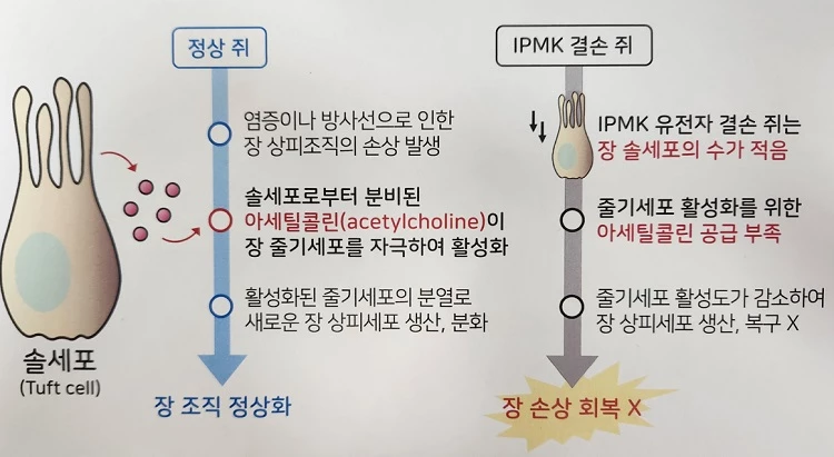 PMK 효소에 기반한 장내 솔세포 발생 및 장염 회복 조절 설명.   IPMK 효소가 결손된 생쥐의 장 솔세포는 발생 장애를 겪게 되고 특히 아세틸콜린 분비가 감소됨. 이에 염증성 대장염에 따른 장 조직의 회복이 느려지는 부작용이 발생함. / KAIST