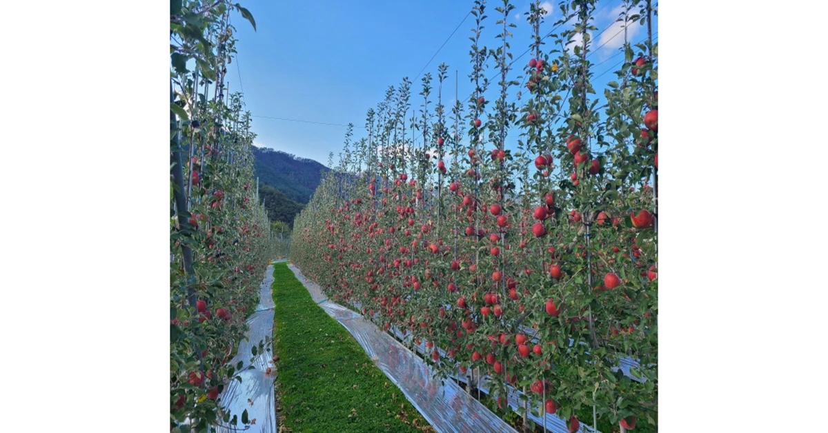 포항지역 과수농가 / 포항시 제공