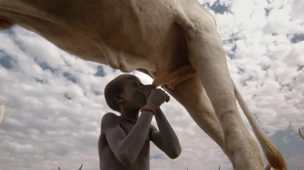 KBS는 2020년 공사창립특집 4부작 UHD 다큐멘터리 ‘23.5’에서 딩카족을 소개한 바 있다. 딩카족에게 소는 삶의 전부다. / KBS 제공