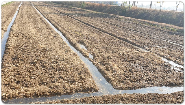 맥류 필지 물대기