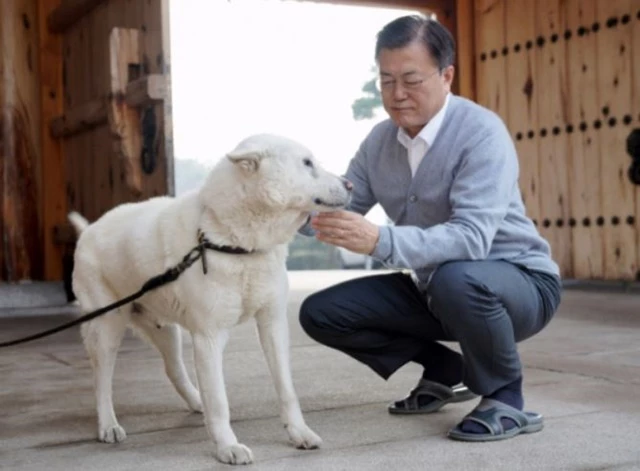 김정은 북한 국무위원장에게 선물 받은 풍산개 '마루' 모습  / 사진제공=청와대