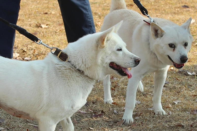 10일 오후 대구 북구 경북대학교 수의과대학 부속 동물병원 앞에서 풍산개 암컷 '곰이'(왼쪽)와 수컷 '송강'이가 대학 관계자와 함께 산책하고 있다. /뉴스1