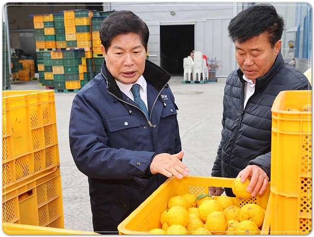 공영민 고흥군수가 유자를 살펴보고 있다.