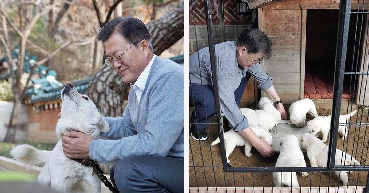 문재인 전 대통령이 풍산개들과 함께 즐거운 시간을 보내고 있다. / 청와대