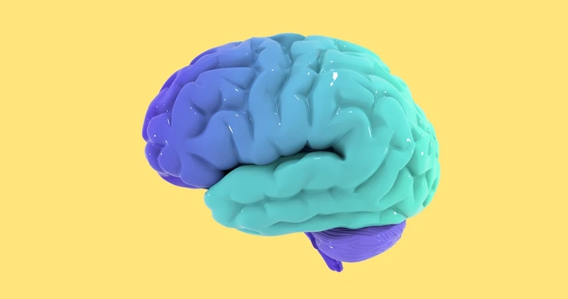뇌 모형 / Purple Studio-shutterstock.com