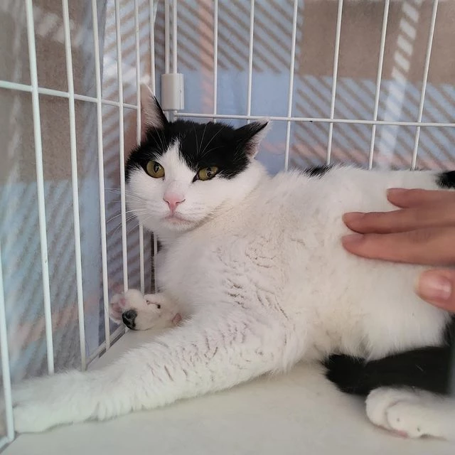 '흰둥이'가 카메라를 바라보고 있다. / 이하 인스타그램 '묘생길'