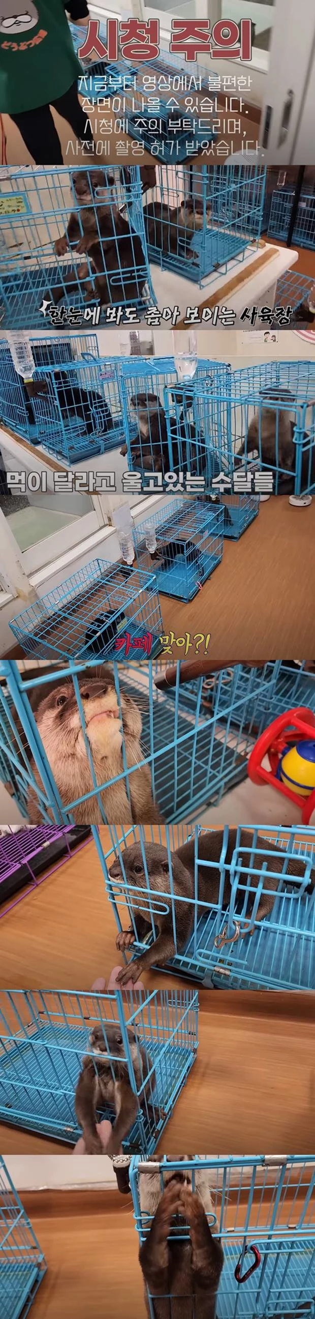 카페 내 우리에 갇힌 수달들의 모습.
