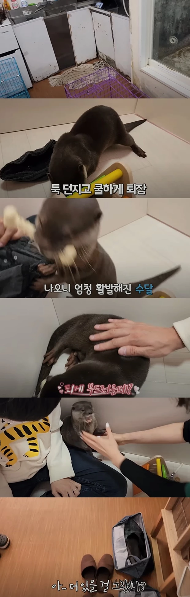 밀폐된 공간에서 놀고 있는 수달.