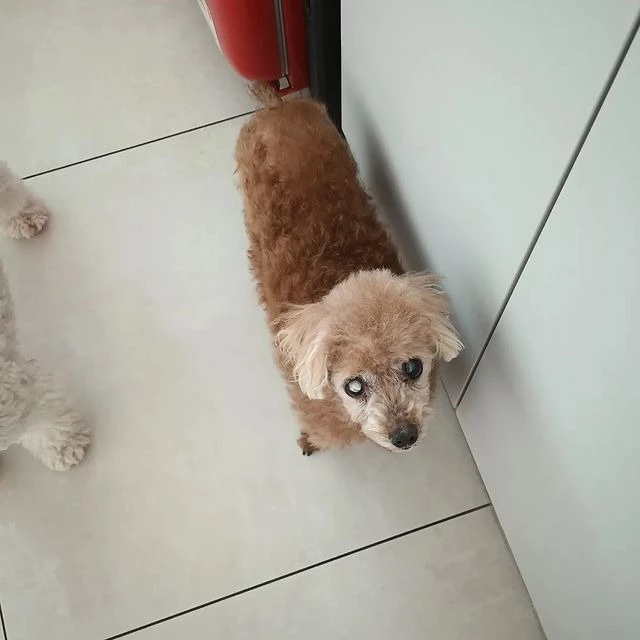 유기견 '하람이' 일상 사진 / 이하 인스타그램(@dal2_love)