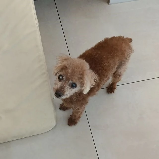 하람이가 새 가족을 애타게 찾고 있다.