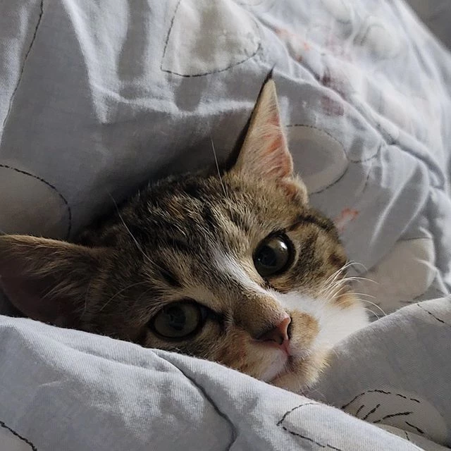 꿀이의 사연이 인스타그램을 통해 소개됐다. / 이하 인스타그램 "묘생길"