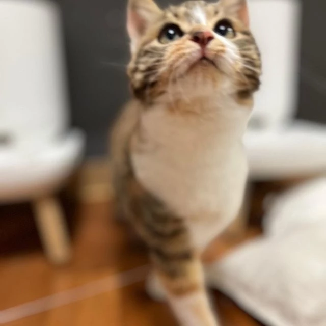 꿀이는 생후 5개월 정도 됐다.