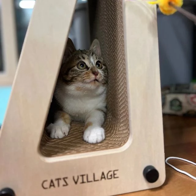 꿀이가 구석에 웅크리고 숨어 있다.