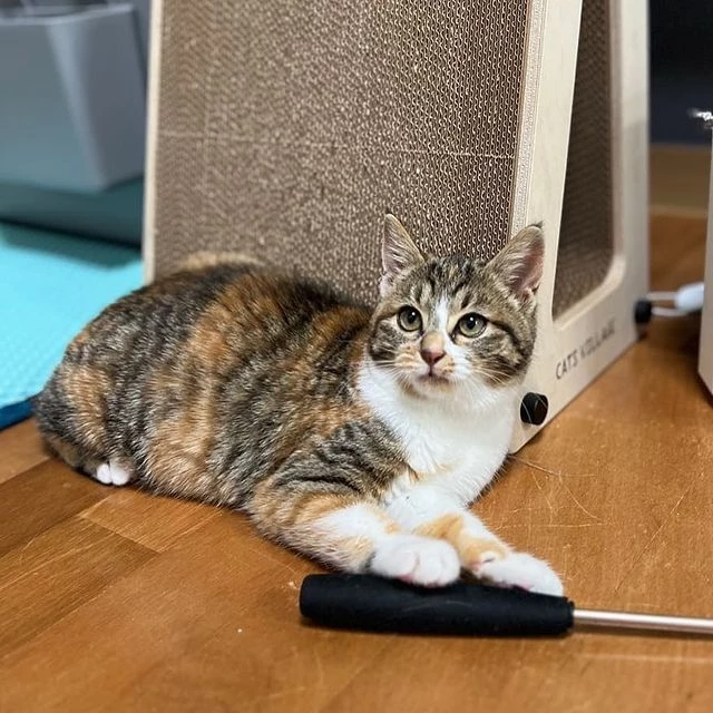 꿀이가 여유로운 일상을 보내고 있다.